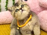 Muhteşem Golden Bebek Tesli̇me Hazir