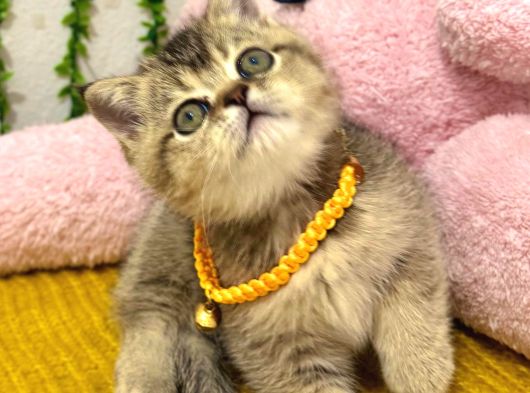 Muhteşem Golden Bebek Tesli̇me Hazir görsel