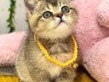 Muhteşem Golden Bebek Tesli̇me Hazir