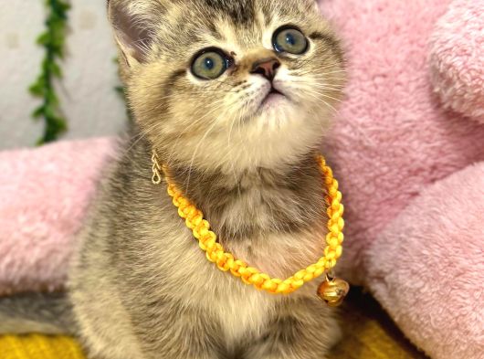 Muhteşem Golden Bebek Tesli̇me Hazir görsel