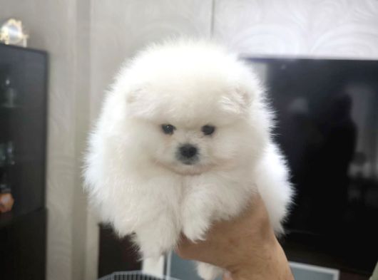 Tam Ayicik Erkek Pomerani̇an Boo görsel