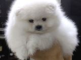Tam Ayicik Erkek Pomerani̇an Boo