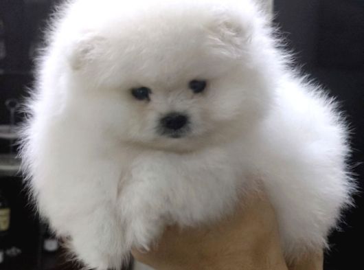 Tam Ayicik Erkek Pomerani̇an Boo görsel