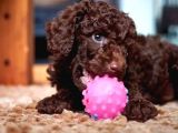 Chocolate Brown Teacup Kore Poodle Bebeği̇mi̇z