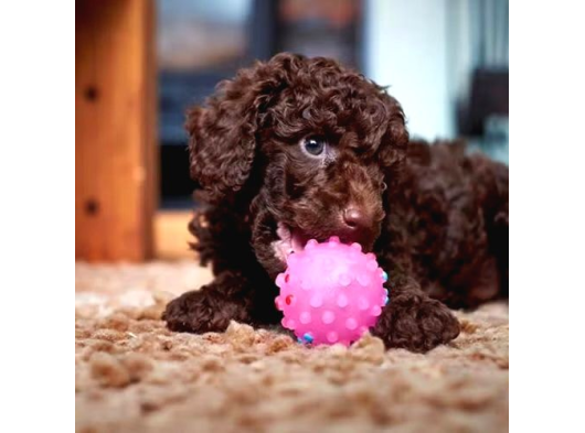 Chocolate Brown Teacup Kore Poodle Bebeği̇mi̇z görsel