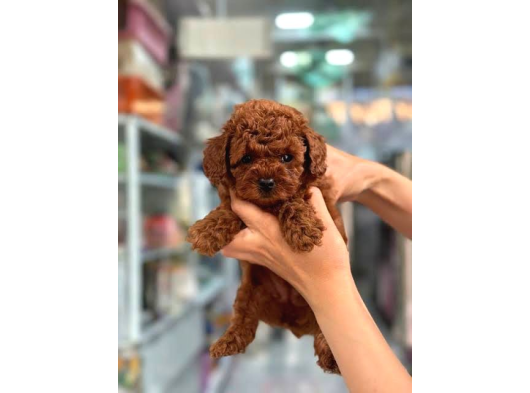 Kore Poodle Yavrular Aşili Garanti̇li̇ Red Brown görsel