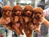 KORE POODLE YAVRULAR AŞILI GARANTİLİ red brown