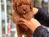 Kore Poodle Yavrular Aşili Garanti̇li̇ Red Brown