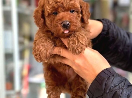 Kore Poodle Yavrular Aşili Garanti̇li̇ Red Brown görsel
