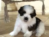 Dişi Erkek Siyah Beyaz Morkie Yavrularımız