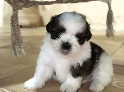 Dişi Erkek Siyah Beyaz Morkie Yavrularımız görsel