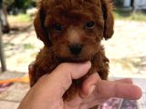 Mi̇ni̇ Kore Toy Poodle Bebekler