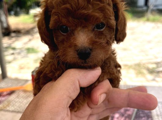 Mi̇ni̇ Kore Toy Poodle Bebekler görsel
