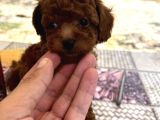 Mi̇ni̇ Kore Toy Poodle Bebekler