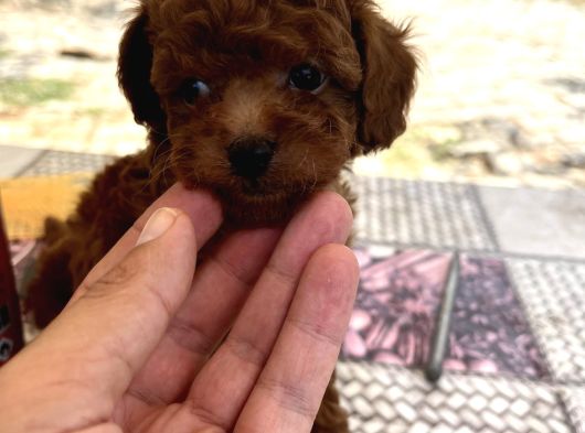 Mi̇ni̇ Kore Toy Poodle Bebekler görsel