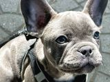 Fırlama Sal French Bulldog