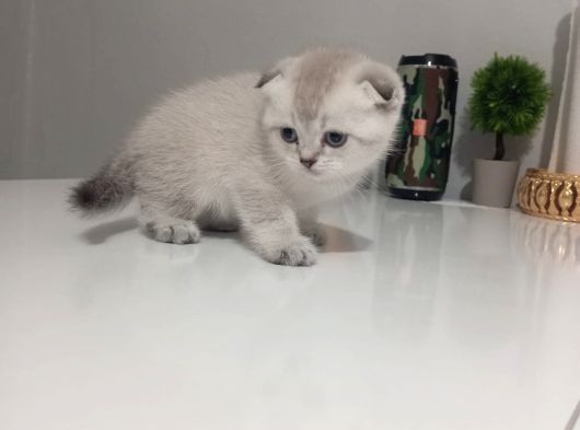Cins Efsane Güzellikte Eğik Kulak Scottish Fold Yavrularım görsel