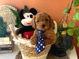 Toy Poodle Güzellikleri