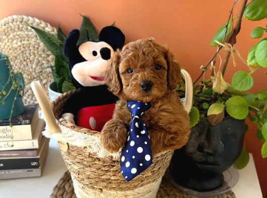 Toy Poodle Güzellikleri görsel