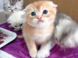 Cins efsane güzellikte eğik kulak scottish fold yavrularım