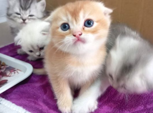 Cins Efsane Güzellikte Eğik Kulak Scottish Fold Yavrularım