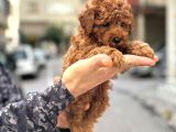 Toy Poodle Güzellikleri