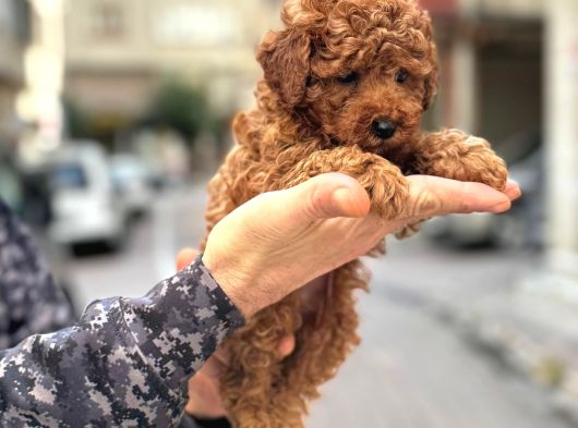 Toy Poodle Güzellikleri görsel