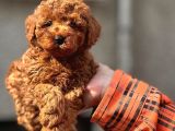 Toy Poodle güzellikleri