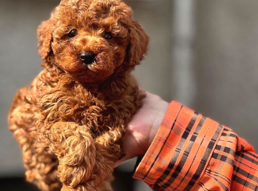 Toy Poodle Güzellikleri