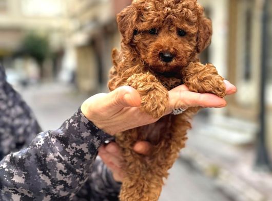 Toy Poodle Güzellikleri görsel