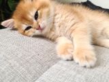 British Shorthair Gold Ny11