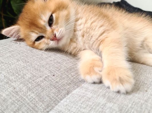 British Shorthair Gold Ny11 görsel