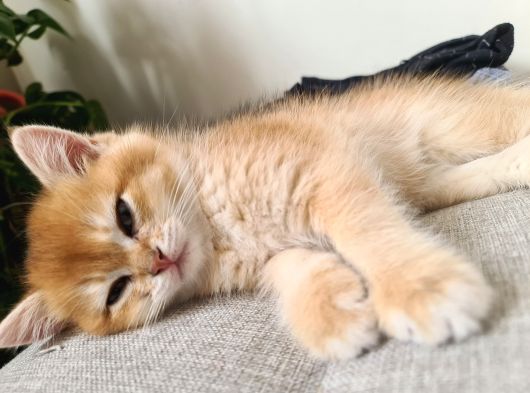 British Shorthair Gold Ny11 görsel