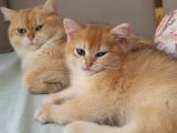 British Shorthair Gold Ny11