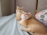 British Shorthair Gold Ny11