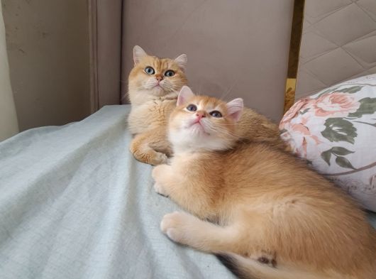 British Shorthair Gold Ny11 görsel