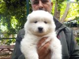 Safkan Samoyed Yavruları Yuvalarını Arıyor Mama Malzeme Kamp