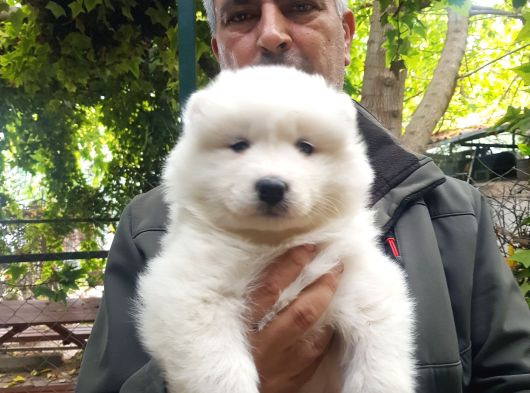 Safkan Samoyed Yavruları Yuvalarını Arıyor Mama Malzeme Kamp görsel