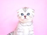 Asil Soydan Ns24 Scottish Fold Shorthair