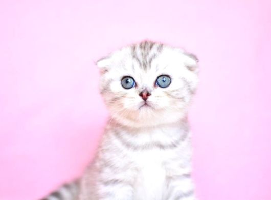 Asil Soydan Ns24 Scottish Fold Shorthair görsel