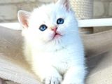 Bembeyaz Top Kafa Yavrumuz NS1133 British Shorthair