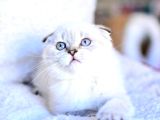 Top Kafa Silver Ns1133 Scottish Fold Shorthair
