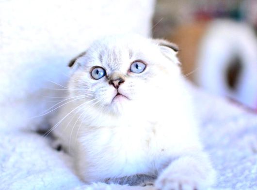 Top Kafa Silver Ns1133 Scottish Fold Shorthair görsel