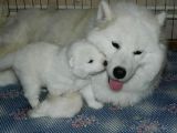 Safkan Samoyed Yavruları Yuvalarını Arıyor Mama Malzeme Kamp