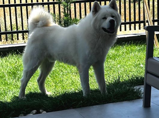 Safkan Samoyed Yavruları Yuvalarını Arıyor Mama Malzeme Kamp görsel