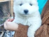 Safkan Samoyed Yavruları Yuvalarını Arıyor Mama Malzeme Kamp