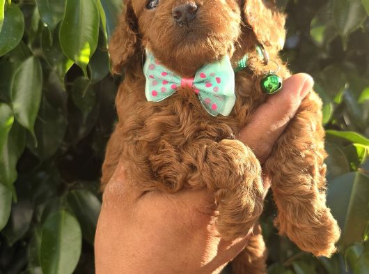 Son Iki Dişi Poodle Kore Bebekler görsel