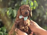 Son Iki Dişi Poodle Kore Bebekler