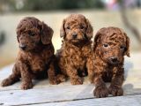 Son iki dişi poodle kore bebekler