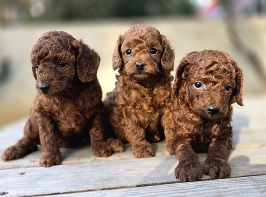 Son Iki Dişi Poodle Kore Bebekler
